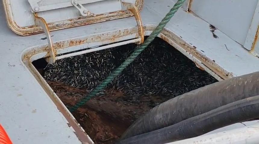 Araklı Limanı&rsquo;nda hafta sonu hamsi yoğunluğu