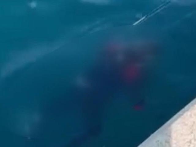 Balıkçıların oltasına takılmıştı: İstanbul Boğazı'nda bulunan cesedin kimliği ortaya çıktı!