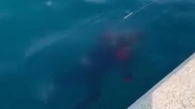 Balıkçıların oltasına takılmıştı: İstanbul Boğazı'nda bulunan cesedin kimliği ortaya çıktı!