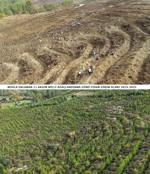 640xauto Dalaman’da 6 yıl önce dikilen fidanlar ormana dönüştü