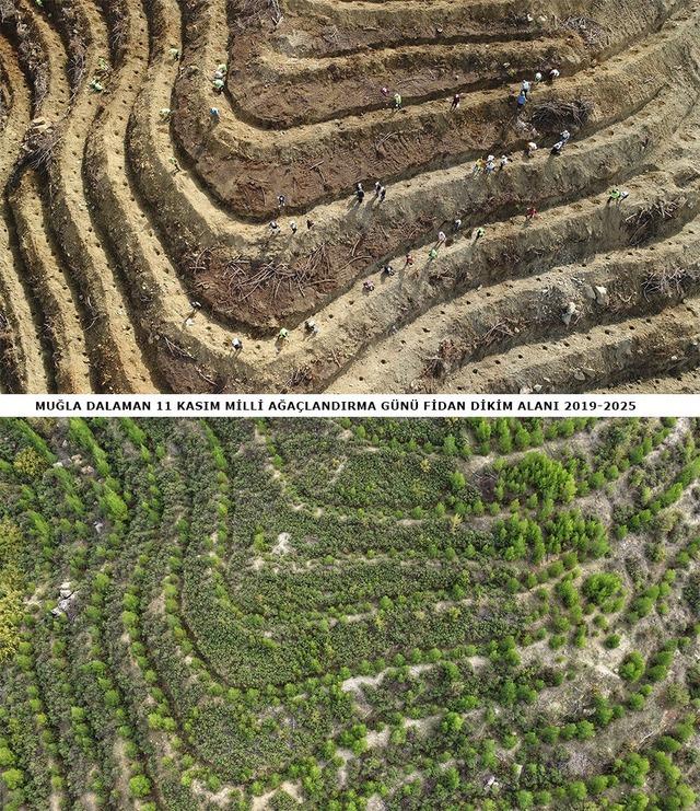 640xauto Dalaman’da 6 yıl önce dikilen fidanlar ormana dönüştü