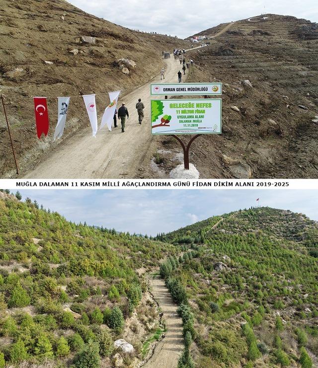 640xauto Dalaman’da 6 yıl önce dikilen fidanlar ormana dönüştü