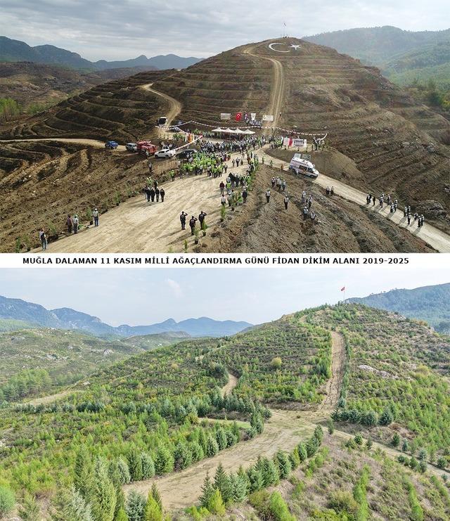 640xauto Dalaman’da 6 yıl önce dikilen fidanlar ormana dönüştü