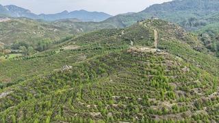 Dalaman’da 6 yıl önce dikilen fidanlar ormana dönüştü