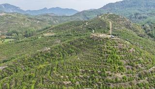 Dalaman’da 6 yıl önce dikilen fidanlar ormana dönüştü