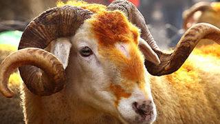 Kurbanlık fiyatları ne kadar?