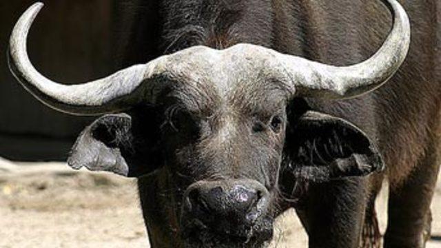 Kacak bufalo eti patlaması!