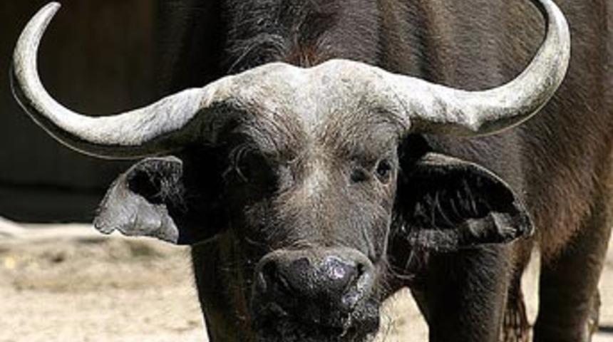 Kacak bufalo eti patlaması!