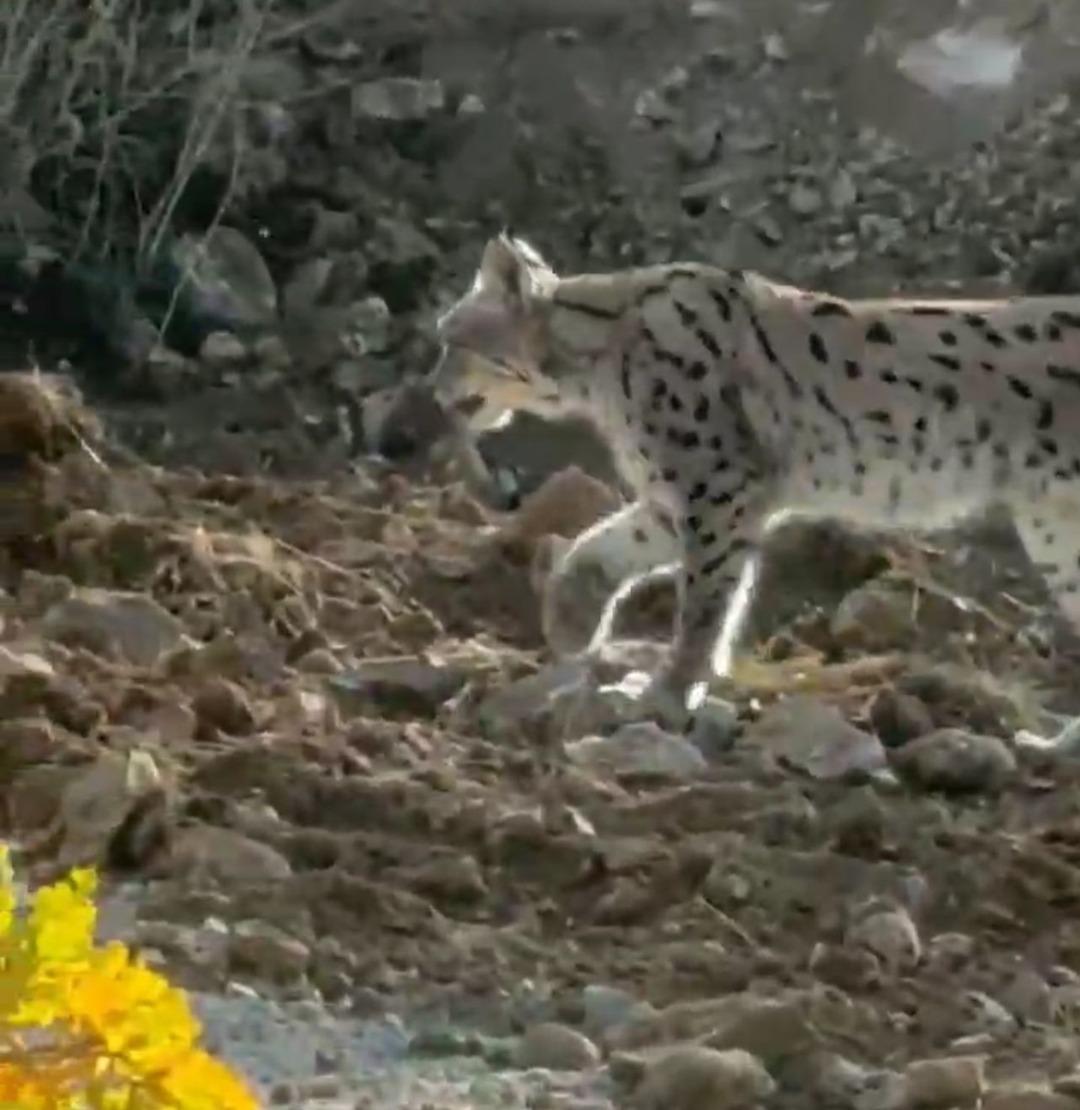 Hakkari de görüntülendi: Nesli tehlikede olan vaşak böyle korku saçtı... 1