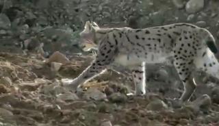 Nesli tehlikede! O ilimizde görüntülendi...