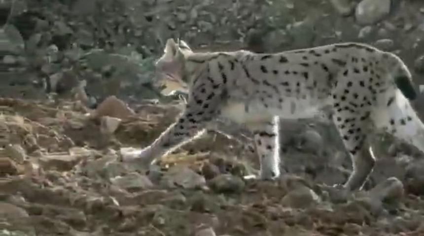 Hakkari'de görüntülendi: Nesli tehlikede olan vaşak böyle korku saçtı...