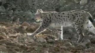Hakkari'de görüntülendi: Nesli tehlikede olan vaşak böyle korku saçtı...