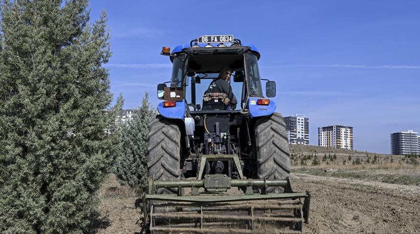 Ağaçlandırma seferberliğinin ilk yılında dikilen fidanlar ağaca dönüştü
