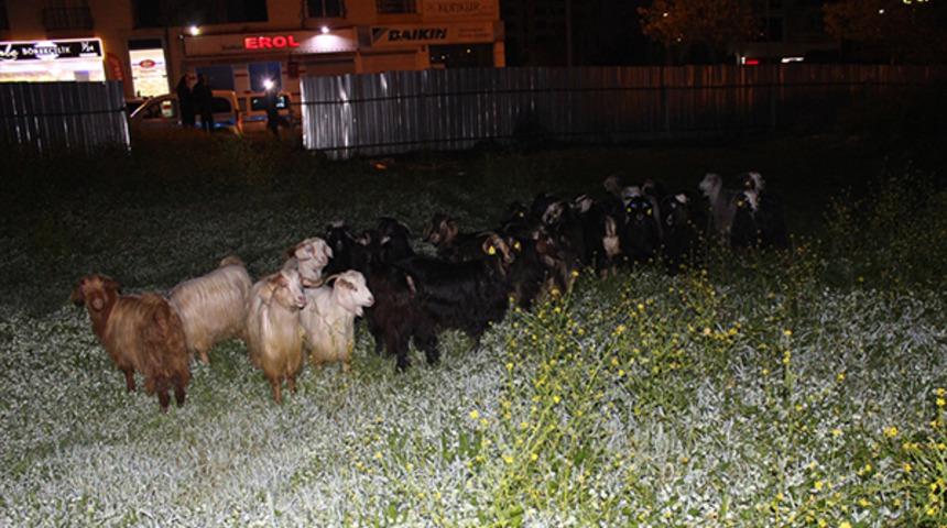 Çoban uyuyunca küçükbaş hayvan sürüsü şehre indi