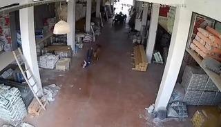 Depoya giren inek çalışanlara saldırdı: Vatandaşlar güçlükle kurtuldu