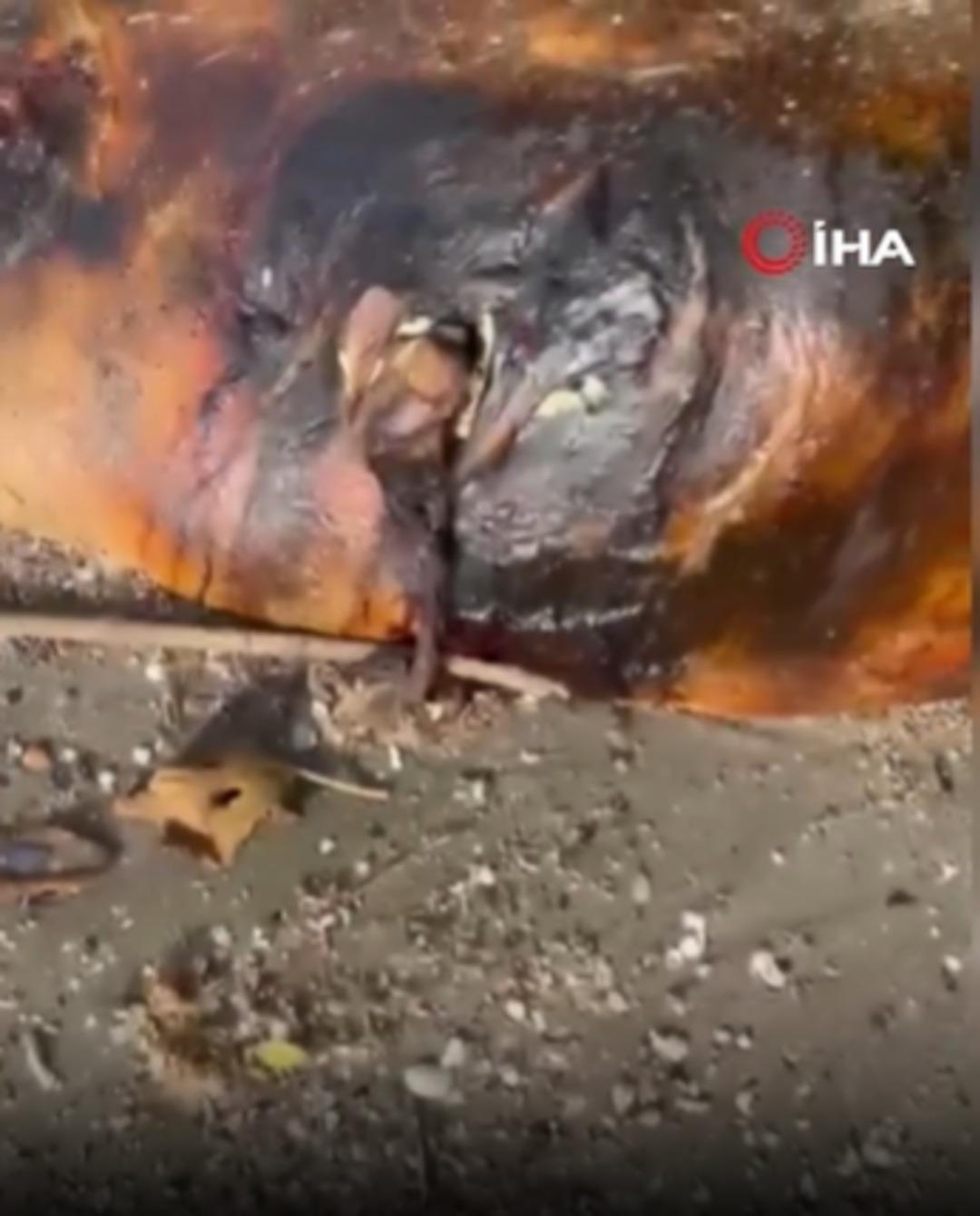 Tekirdağ da sahile vurdu! Kimse ne olduğunu anlayamadı! Gizemli canlı merak edildi 2