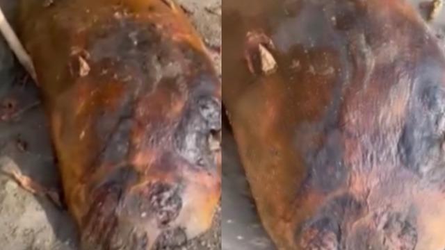 Tekirdağ'da sahile vurdu! Kimse ne olduğunu anlayamadı! Gizemli canlı merak edildi