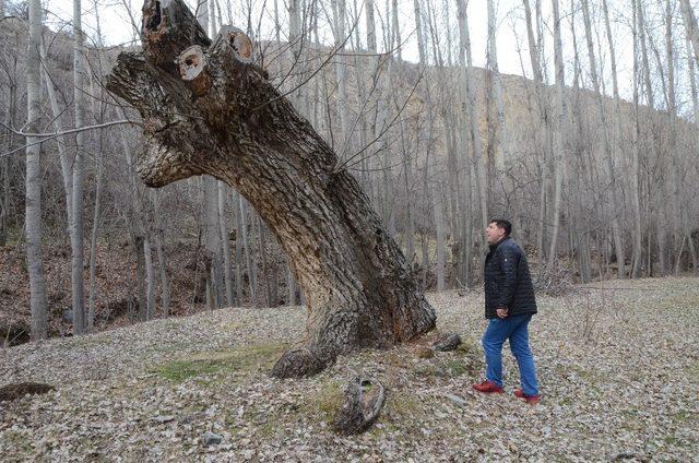 B&uuml;y&uuml;k Taarruz &ouml;ncesi &ccedil;ekilen fotoğraftaki ağa&ccedil; bulundu 1