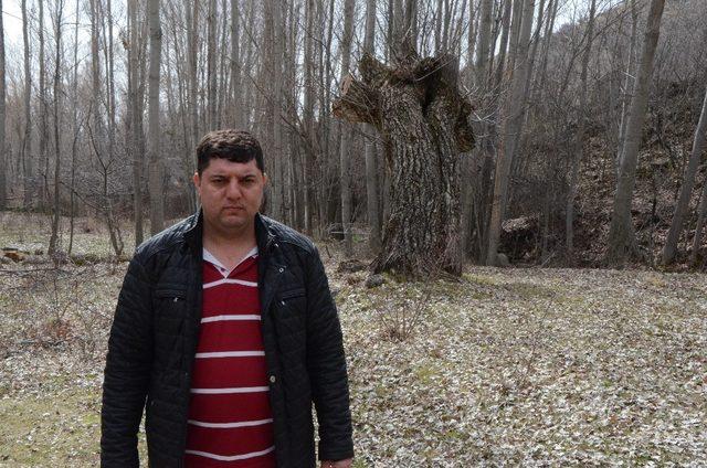 B&uuml;y&uuml;k Taarruz &ouml;ncesi &ccedil;ekilen fotoğraftaki ağa&ccedil; bulundu 3