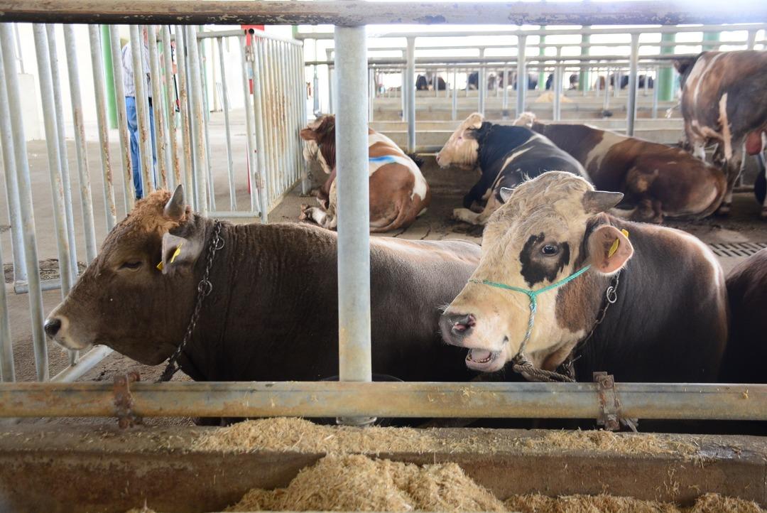 &lsquo;Deli dana&rsquo; alarmı: 6-12 ay i&ccedil;erisinde &ouml;ld&uuml;r&uuml;yor! Uzmanından kritik  sakatat  uyarısı: "Belirtilerden sonra iş işten ge&ccedil;miş oluyor" 3