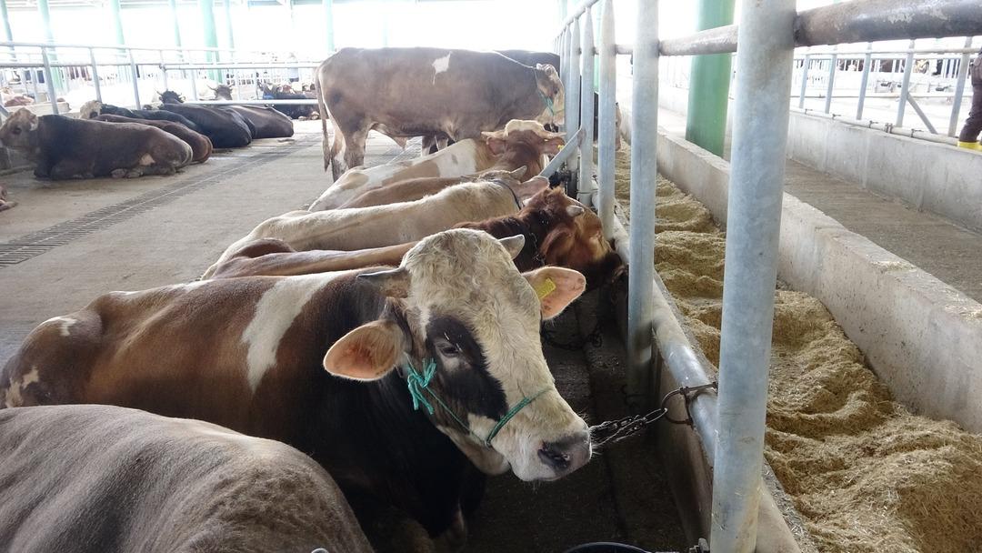 &lsquo;Deli dana&rsquo; alarmı: 6-12 ay i&ccedil;erisinde &ouml;ld&uuml;r&uuml;yor! Uzmanından kritik  sakatat  uyarısı: "Belirtilerden sonra iş işten ge&ccedil;miş oluyor" 4