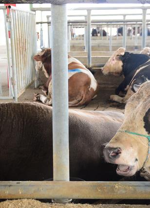 ‘Deli dana’ alarmı: 6-12 ay içerisinde öldürüyor! Uzmanından kritik 'sakatat' uyarısı: "Belirtilerden sonra iş işten geçmiş oluyor"