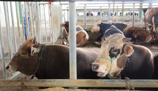 6-12 ay içerisinde öldürüyor!