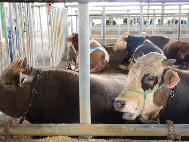 ‘Deli dana’ alarmı: 6-12 ay içerisinde öldürüyor! Uzmanından kritik 'sakatat' uyarısı: "Belirtilerden sonra iş işten geçmiş oluyor"