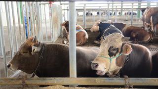 ‘Deli dana’ alarmı: 6-12 ay içerisinde öldürüyor! Uzmanından kritik 'sakatat' uyarısı: Belirtilerden sonra iş işten geçmiş oluyor