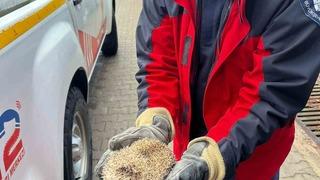 Burhaniye’de mazgala sıkışan kirpiyi itfaiye kurtardı