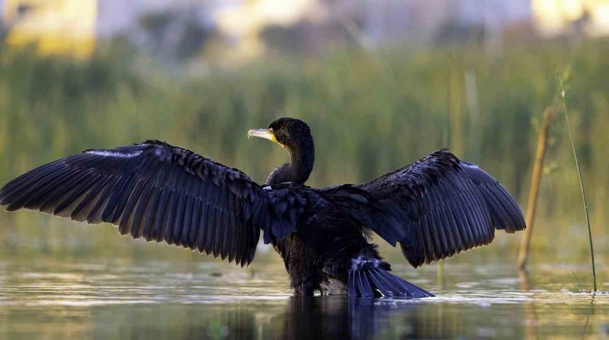 Ekşisu Sazlığı, 149 kuş türüne ev sahipliği yapıyor