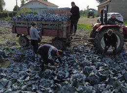 Bafra Ovası'nda kırmızı lahana hasadı başladı!