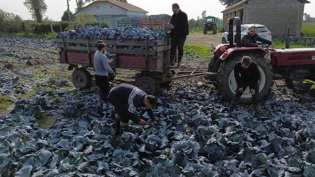 Bafra Ovası'nda kırmızı lahana hasadı başladı!