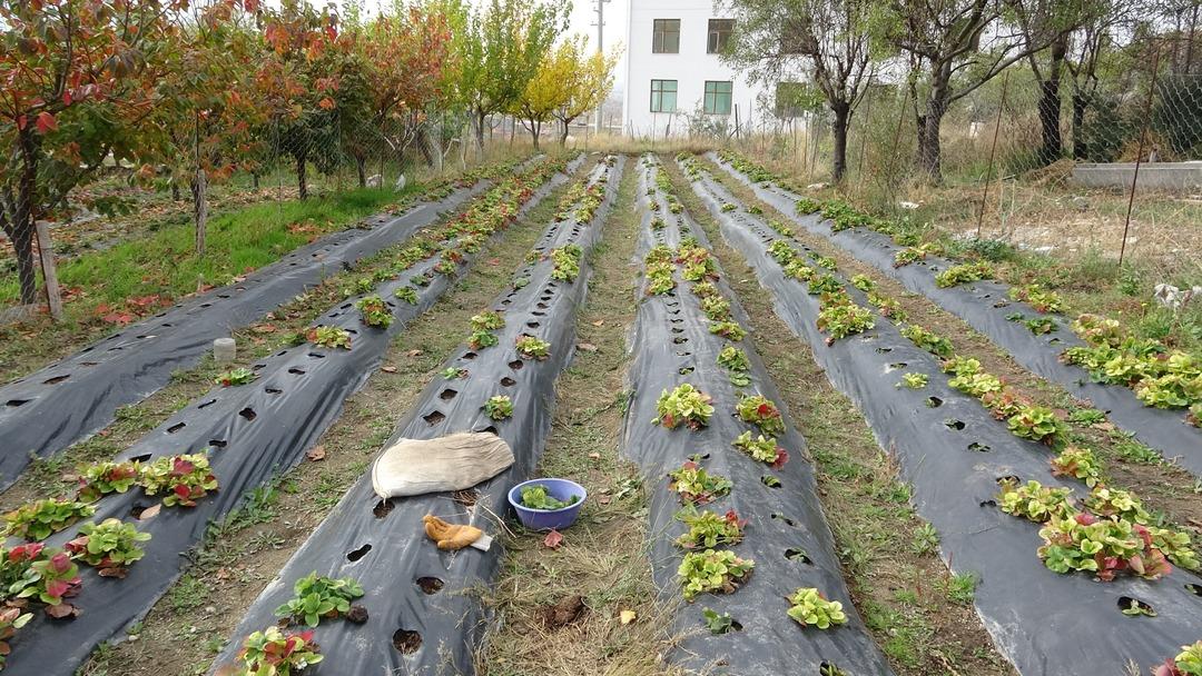 Ücretsiz veriyor! 5 bin kişi gelsin istiyor Fakir bir ailenin çocuğuyum 8