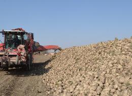 Pancar üreticisi fiyattan memnun!