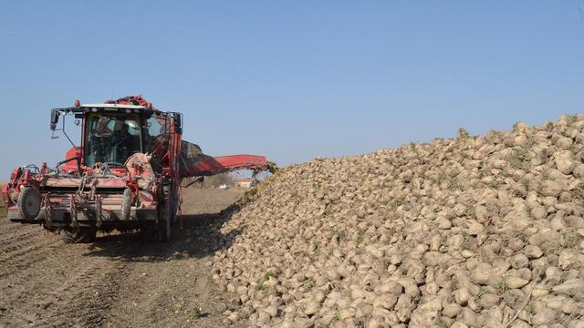 Pancar üreticisi fiyattan memnun!