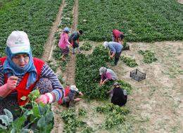 Kilosu tarlada 6, pazarda 40 TL! Kış aylarının vazgeçilmezi...