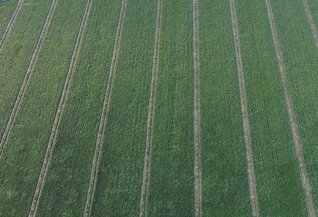 Kilosu tarlada 6, pazarda 40 TL! Kış aylarının vazgeçilmezi... 4