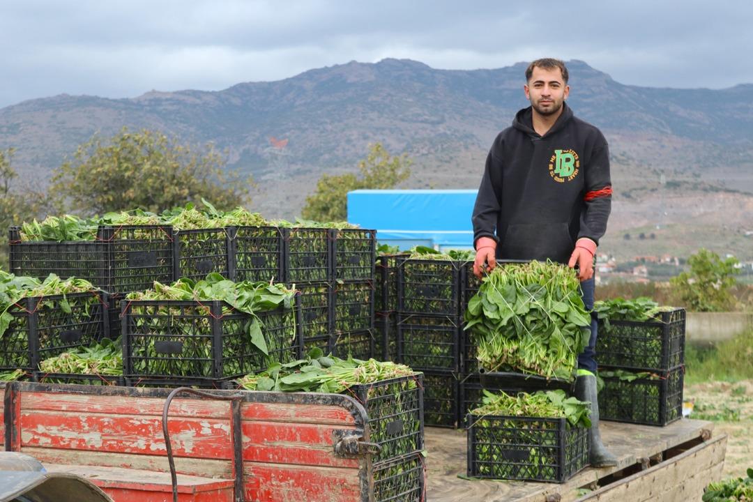 Kilosu tarlada 6, pazarda 40 TL! Kış aylarının vazgeçilmezi... 5