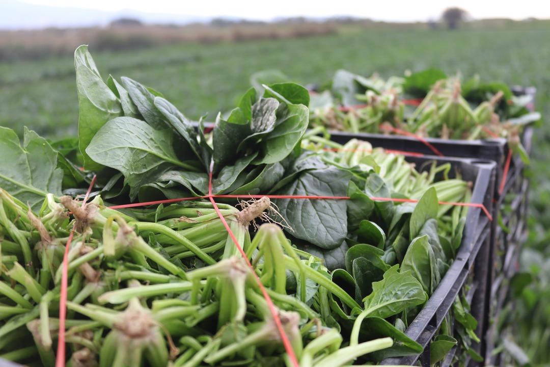 Kilosu tarlada 6, pazarda 40 TL! Kış aylarının vazgeçilmezi... 1