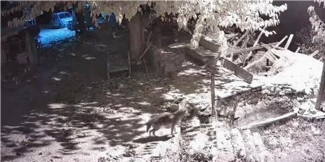 Elazığ’da evin etrafında yiyecek arayan çakal kamerada 1