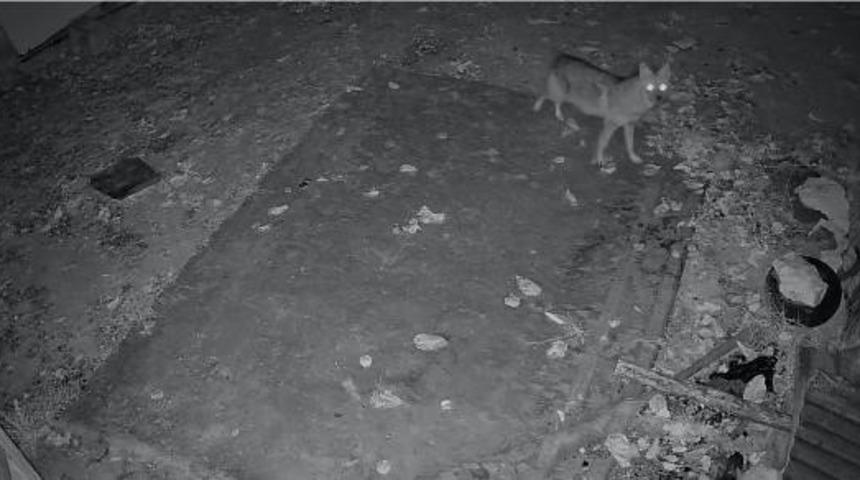 Elazığ’da evin etrafında yiyecek arayan çakal kamerada