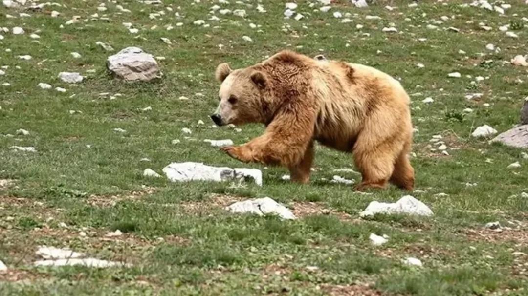 Japonya’da ayıların karıştığı trafik kazalarının sayısı rekor kırarak 118’e ulaştı 1
