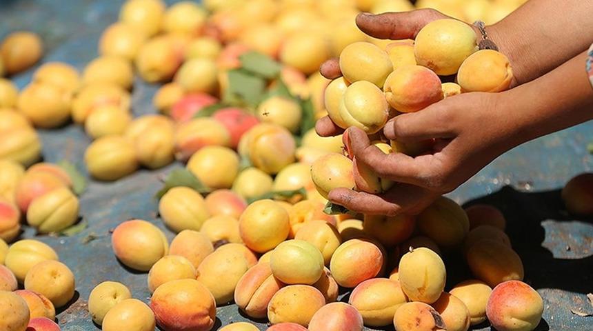 Malatya Tarım ve Orman Müdürlüğünden kayısı üreticilerine hastalık uyarısı