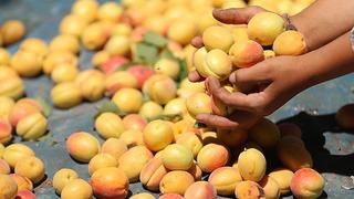 Malatya Tarım ve Orman Müdürlüğünden kayısı üreticilerine hastalık uyarısı