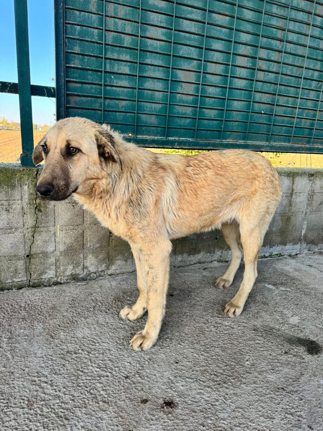 Sokak k&ouml;peğini iple s&uuml;r&uuml;klemişti! Belediye personeli ile ilgili karar belli oldu 2