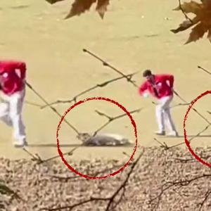 Sokak köpeğini iple sürüklemişti! Belediye personeli ile ilgili karar belli oldu