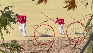 Sokak köpeğini iple sürüklemişti! Belediye personeli ile ilgili karar belli oldu