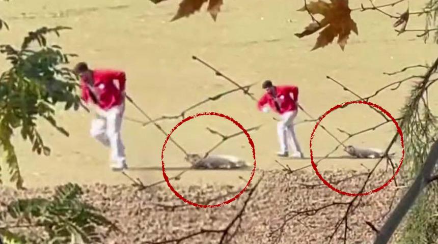 Sokak k&ouml;peğini iple s&uuml;r&uuml;klemişti! Belediye personeli ile ilgili karar belli oldu