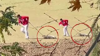 Sokak köpeğini iple sürüklemişti! Belediye personeli ile ilgili karar belli oldu